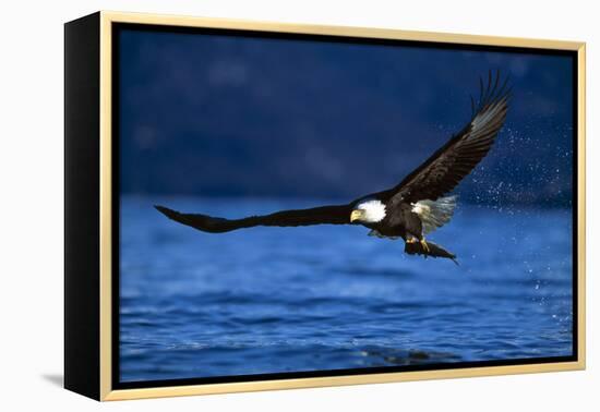 Bald Eagle-null-Framed Premier Image Canvas