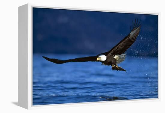 Bald Eagle-null-Framed Premier Image Canvas