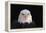 Bald Eagle-W^ Perry Conway-Framed Premier Image Canvas