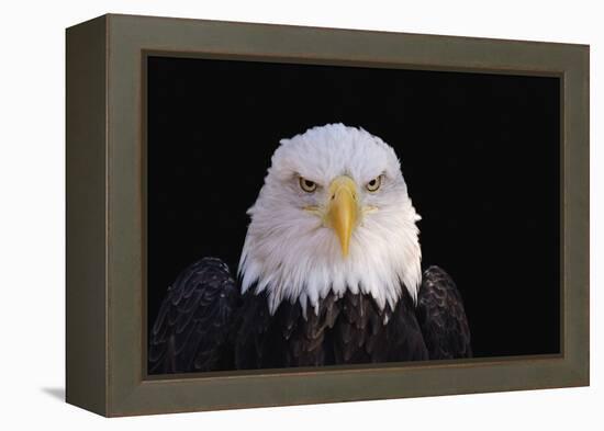 Bald Eagle-W^ Perry Conway-Framed Premier Image Canvas