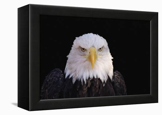 Bald Eagle-W^ Perry Conway-Framed Premier Image Canvas