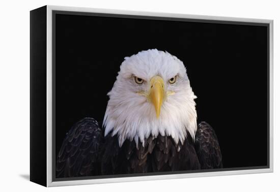 Bald Eagle-W^ Perry Conway-Framed Premier Image Canvas