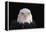 Bald Eagle-W^ Perry Conway-Framed Premier Image Canvas