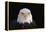 Bald Eagle-W^ Perry Conway-Framed Premier Image Canvas