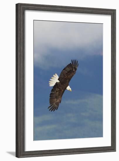 Bald Eagle-Ken Archer-Framed Photographic Print