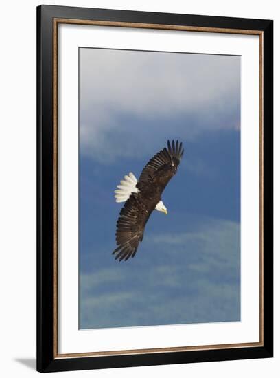 Bald Eagle-Ken Archer-Framed Photographic Print