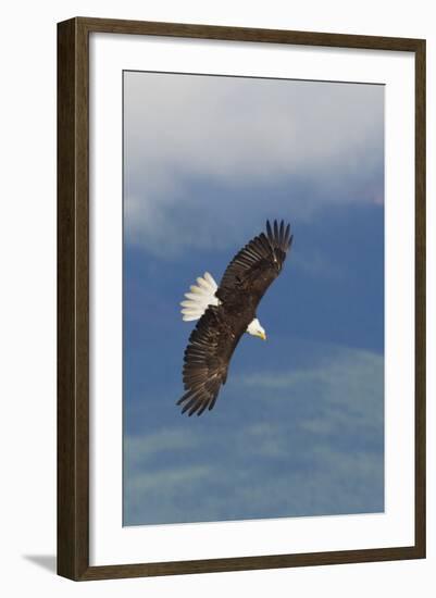 Bald Eagle-Ken Archer-Framed Photographic Print