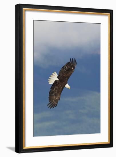 Bald Eagle-Ken Archer-Framed Photographic Print