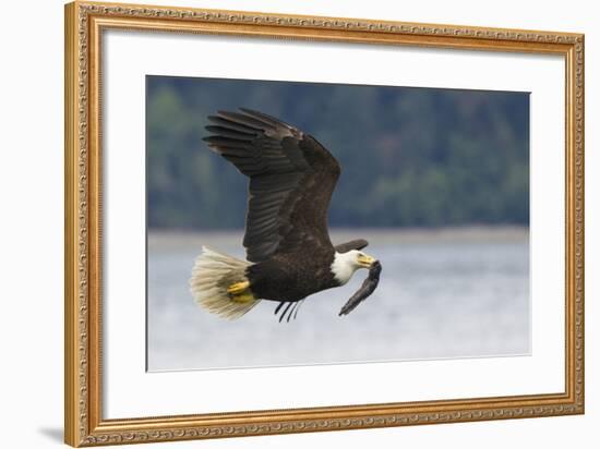 Bald Eagle-Ken Archer-Framed Photographic Print