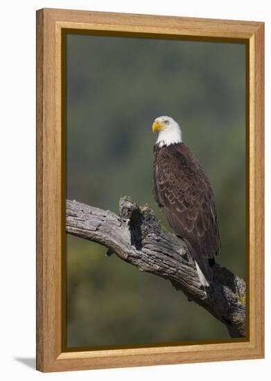 Bald Eagle-Ken Archer-Framed Premier Image Canvas