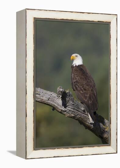 Bald Eagle-Ken Archer-Framed Premier Image Canvas