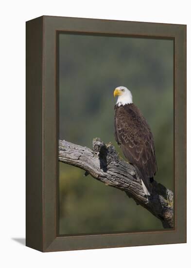 Bald Eagle-Ken Archer-Framed Premier Image Canvas