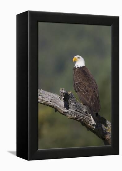 Bald Eagle-Ken Archer-Framed Premier Image Canvas