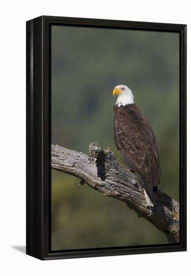 Bald Eagle-Ken Archer-Framed Premier Image Canvas