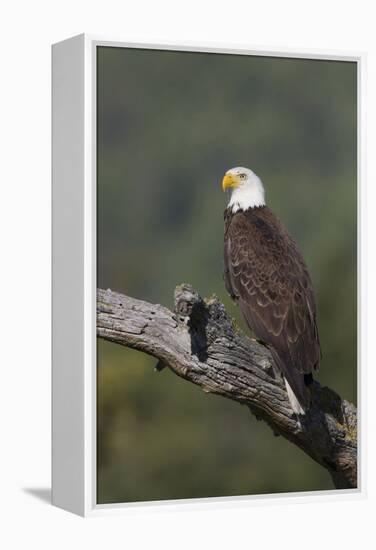 Bald Eagle-Ken Archer-Framed Premier Image Canvas