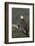 Bald Eagle-Ken Archer-Framed Photographic Print