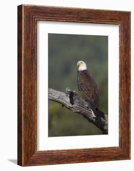 Bald Eagle-Ken Archer-Framed Photographic Print