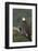 Bald Eagle-Ken Archer-Framed Photographic Print