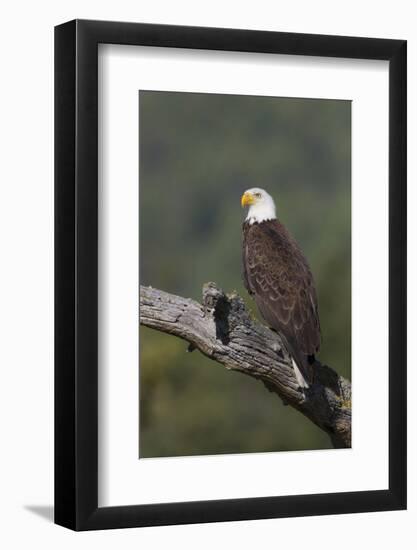 Bald Eagle-Ken Archer-Framed Photographic Print