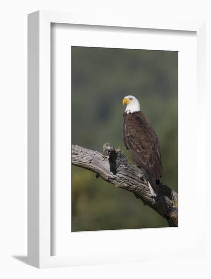 Bald Eagle-Ken Archer-Framed Photographic Print