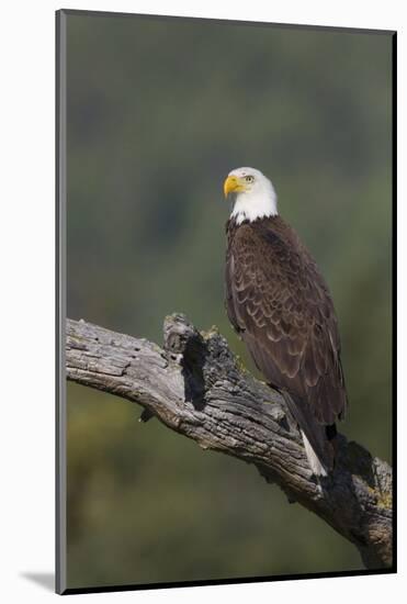 Bald Eagle-Ken Archer-Mounted Photographic Print