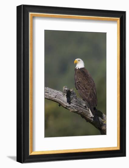 Bald Eagle-Ken Archer-Framed Photographic Print