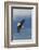 Bald Eagle-Ken Archer-Framed Photographic Print