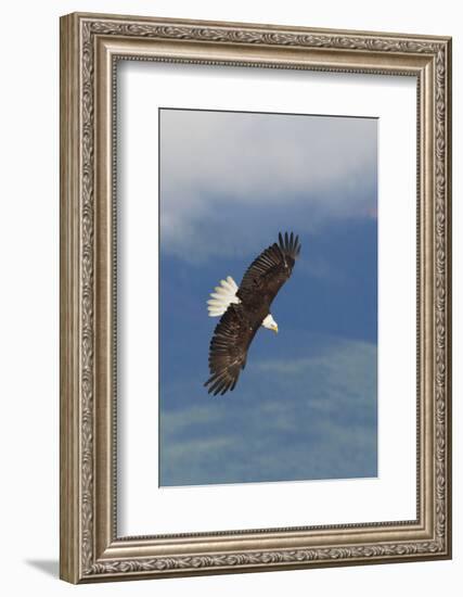 Bald Eagle-Ken Archer-Framed Photographic Print