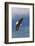 Bald Eagle-Ken Archer-Framed Photographic Print