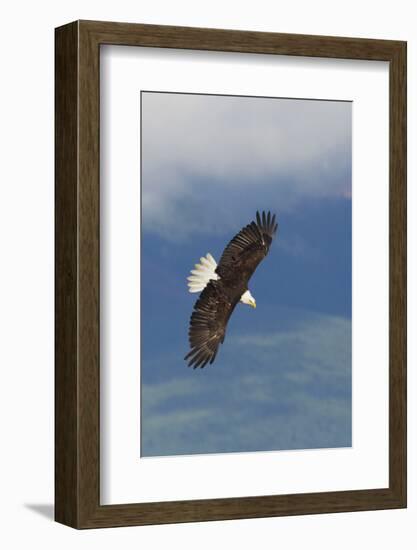 Bald Eagle-Ken Archer-Framed Photographic Print