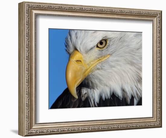 Bald Eagle-W. Perry Conway-Framed Photographic Print