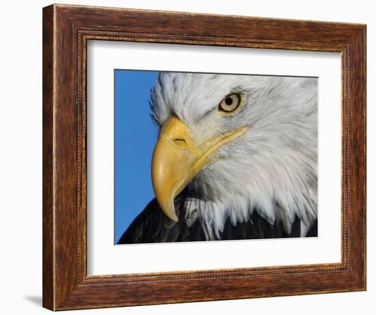 Bald Eagle-W. Perry Conway-Framed Photographic Print