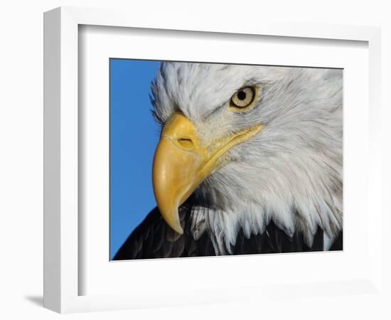 Bald Eagle-W. Perry Conway-Framed Photographic Print