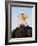 Bald Eagle-Chase Swift-Framed Photographic Print