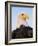 Bald Eagle-Chase Swift-Framed Photographic Print