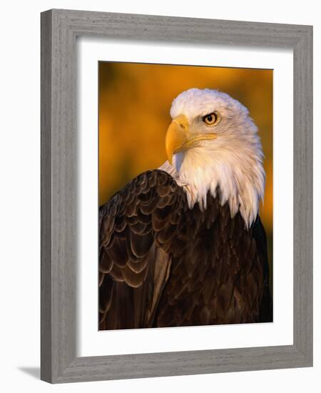 Bald Eagle-W^ Perry Conway-Framed Photographic Print