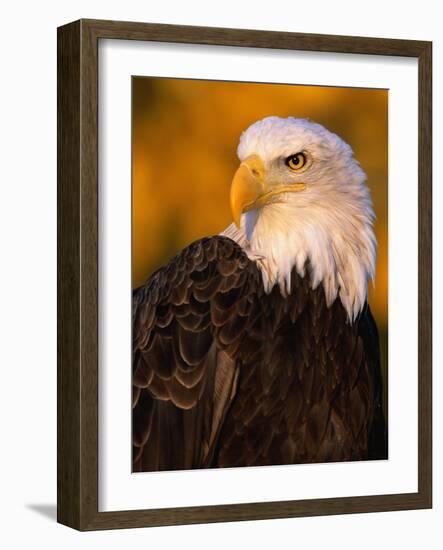 Bald Eagle-W^ Perry Conway-Framed Photographic Print