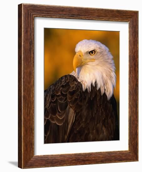 Bald Eagle-W^ Perry Conway-Framed Photographic Print