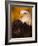 Bald Eagle-W^ Perry Conway-Framed Photographic Print