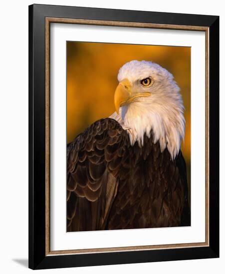 Bald Eagle-W^ Perry Conway-Framed Photographic Print