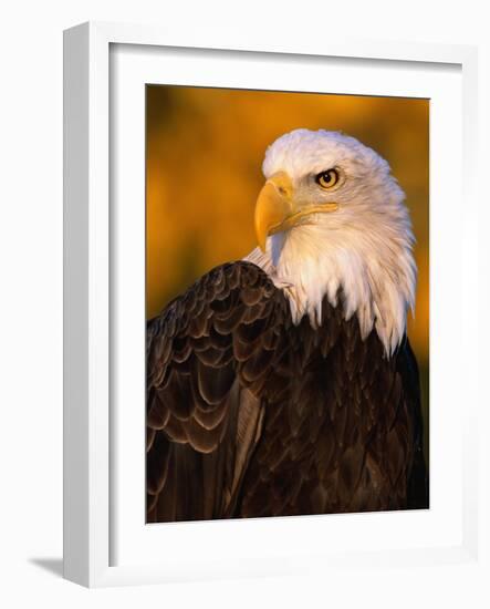 Bald Eagle-W^ Perry Conway-Framed Photographic Print