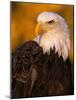 Bald Eagle-W^ Perry Conway-Mounted Photographic Print