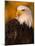 Bald Eagle-W^ Perry Conway-Mounted Photographic Print