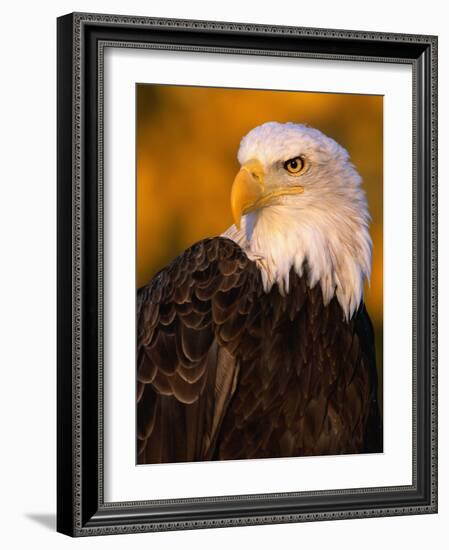 Bald Eagle-W^ Perry Conway-Framed Photographic Print