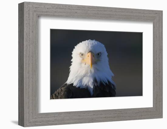 Bald Eagle-Paul Souders-Framed Photographic Print