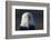 Bald Eagle-Paul Souders-Framed Photographic Print