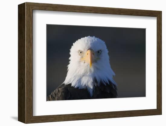 Bald Eagle-Paul Souders-Framed Photographic Print