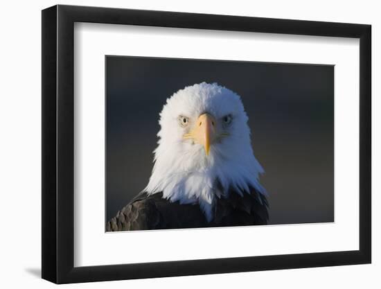 Bald Eagle-Paul Souders-Framed Photographic Print