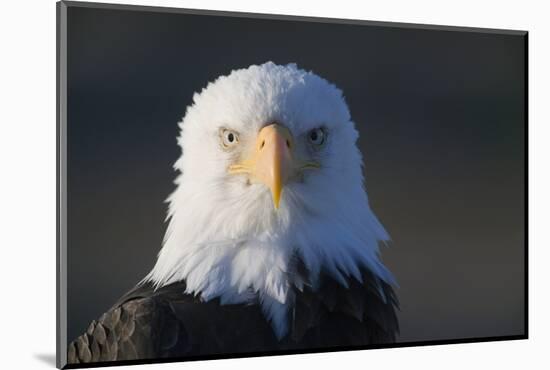 Bald Eagle-Paul Souders-Mounted Photographic Print