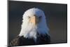 Bald Eagle-Paul Souders-Mounted Photographic Print